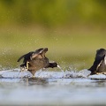 Foulque macroule Fulica atra - Eurasian Coot