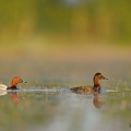 Fuligule milouin Aythya ferina - Common Pochard