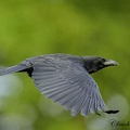 Corneille noire Corvus corone - Carrion Crow