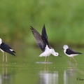 Échasse blanche Himantopus himantopus - Black-winged Stilt