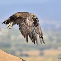 Aigle royal Aquila chrysaetos - Golden Eagle