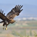 Aigle royal Aquila chrysaetos - Golden Eagle