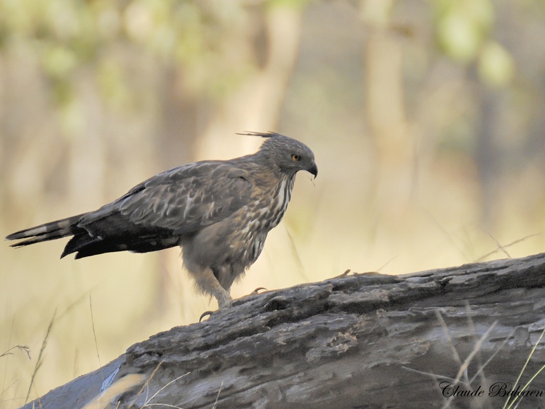 Aigle huppé Nisaetus cirrhatus - Changeable Hawk-Eagle