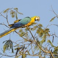 Ara bleu Ara ararauna - Blue-and-yellow Macaw