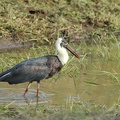 Cigogne épiscopale Ciconia episcopus - Woolly-necked Stork