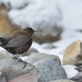 Cincle de Pallas Cinclus pallasii - Brown Dipper