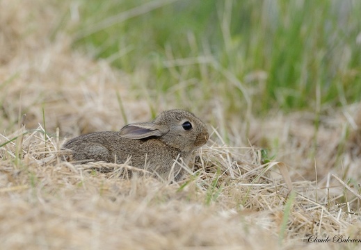  Lapin de garenne - Oryctolagus cuniculus - European Rabbit