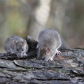 Rat brun - Rattus norvegicus - Brown Rat