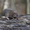 Rat brun - Rattus norvegicus - Brown Rat