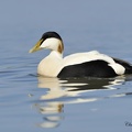 Eider à duvet - Somateria mollissima - Common Eider