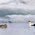 Eider à duvet - Somateria mollissima - Common Eider