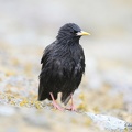 Etourneau unicolore - Sturnus unicolor - Spotless Starling