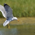 Goéland leucophée - Larus michahellis - Yellow-legged Gull  