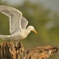 Goeland pontique - Larus cachinnans cachinnans - Caspian Gull