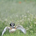 Outarde canepetière - Tetrax tetrax - Little Bustard    