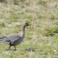 Oie à bec court - Anser brachyrhynchus - Pink-footed Goose    