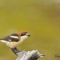 Pie grièche à tête rousse - Lanius senator - Woodchat Shrike  