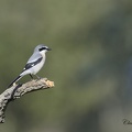 Pie grièche grise - Lanius excubitor - Great Grey Shrike   