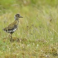 Pluvier doré - Pluvialis apricaria - European Golden Plover   