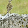 Pluvier doré - Pluvialis apricaria - European Golden Plover    