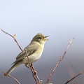 Pouillot fitis - Phylloscopus trochilus - Willow Warbler    