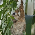 Rémiz penduline - Remiz pendulinus - Penduline-Tit  