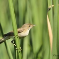 Rousserolle effarvatte - Acrocephalus scirpaceus - Reed Warbler    