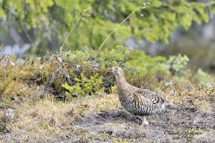 Tetras lyre - Tetrao tetrix - Black Grouse    