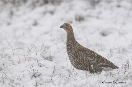 Tetras lyre - Tetrao tetrix - Black Grouse    