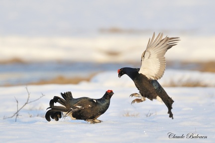 Tetras lyre - Tetrao tetrix - Black Grouse    