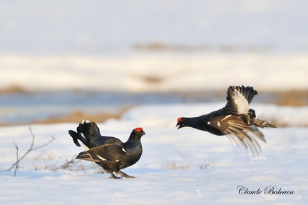 Tetras lyre - Tetrao tetrix - Black Grouse    