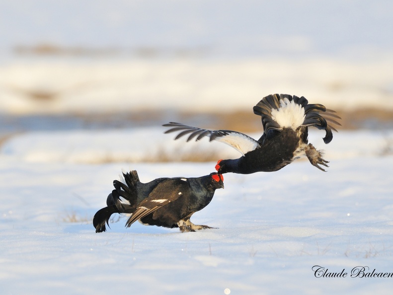 Tetras lyre - Tetrao tetrix - Black Grouse    