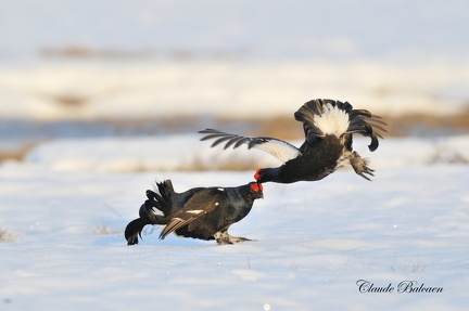 Tetras lyre - Tetrao tetrix - Black Grouse    