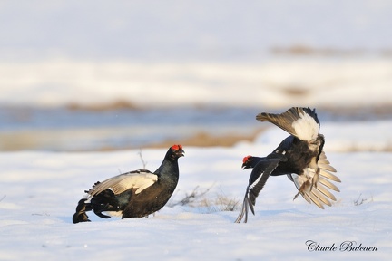 Tetras lyre - Tetrao tetrix - Black Grouse    