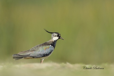 Vanneau huppé - Vanellus vanellus - Northern Lapwing    