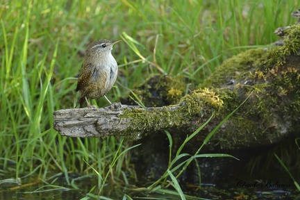 Troglodyte - Troglodytes troglodytes - Wren