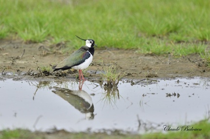 Vanneau huppé - Vanellus vanellus - Northern Lapwing    