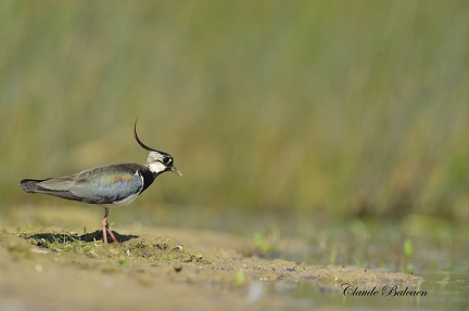 Vanneau huppé - Vanellus vanellus - Northern Lapwing    