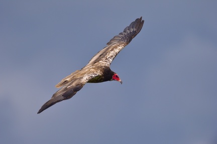 Vautour percnoptère - Neophron percnopterus - Egyptian Vulture  