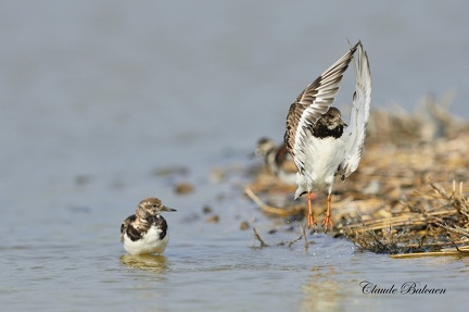 Tournepierre à collier - Arenaria interpres - Turnstone