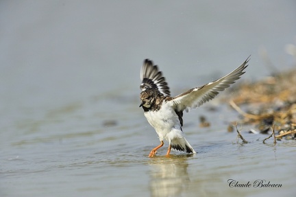 Tournepierre à collier - Arenaria interpres - Turnstone