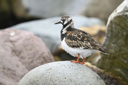 Tournepierre à collier - Arenaria interpres - Turnstone