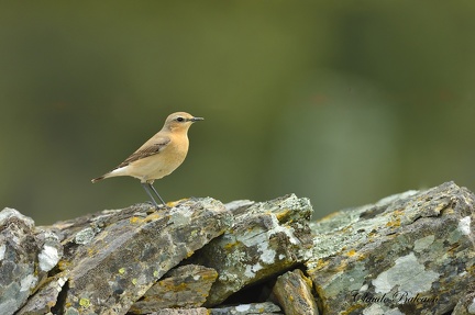 Traquet motteux - Oenanthe oenanthe - Northern Wheatear    