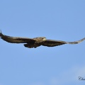 Bateleur des savanes - Terathopius ecaudatus - Bateleur