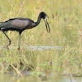 Bec-ouvert africain  - Anastomus lamelligerus - African Openbill