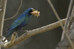 Choucador à épaulettes rouges - Lamprotornis nitens - Cape Starling