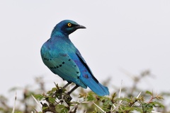 Choucador à oreillons bleus - Lamprotornis chalybaeus - Greater Blue-eared Glossy-Starling