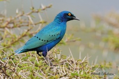 Choucador à oreillons bleus - Lamprotornis chalybaeus - Greater Blue-eared Glossy-Starling