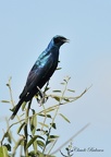 Choucador de Burchell - Lamprotornis australis - Burchell's Starling 