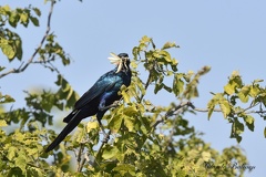 Choucador de Burchell - Lamprotornis australis - Burchell's Starling 